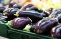 Eggplant and Italians: A Love Affair 